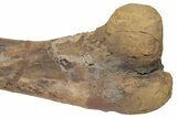 Fossil Hadrosaur (Edmontosaurus) Femur - South Dakota #211084-4